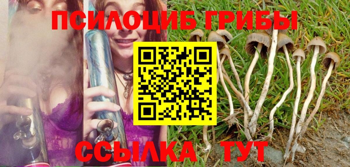 Чита  Галлюциногенные грибы Psilocybine cubensis  Вход с VPN 