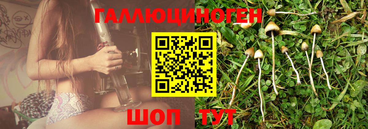 Псилоцибиновые грибы Psilocybine cubensis Чита